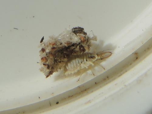 Réf. 191 249 : Chrysotropia ciliata